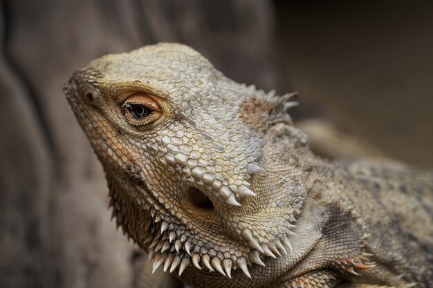 Selective focus shot of a bearded lizard