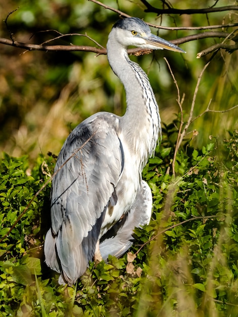 Free photo selective focus shot of a beautiful asian grey heron resting on the grasses