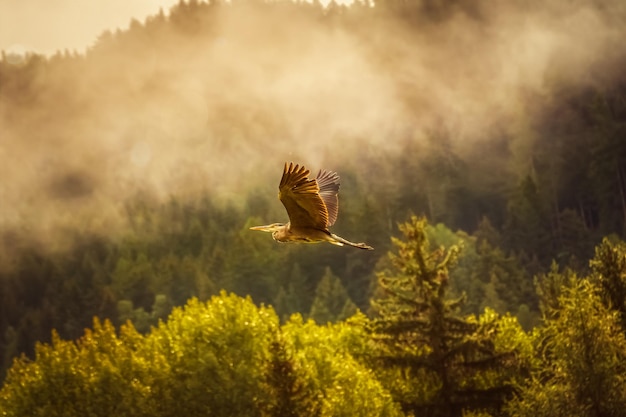 Selective focus shot of a beautiful bird flying high over a forest