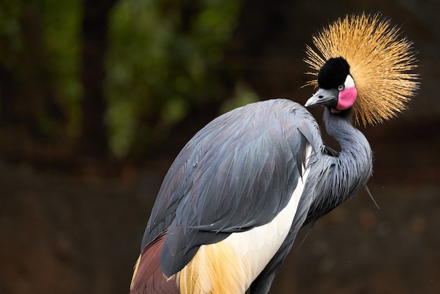 Free photo selective focus shot of a beautiful black crowned crane in a zoo in valencia, spain