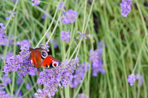 Selective focus shot of a beautiful butterfly on lavender flowers