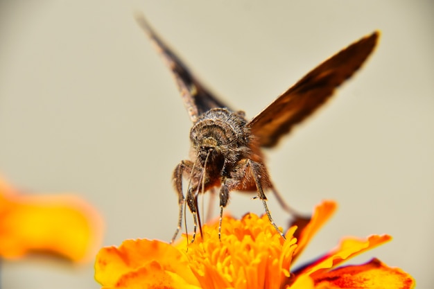 Free photo selective focus shot of a beautiful butterfly perched on bright yellow flower