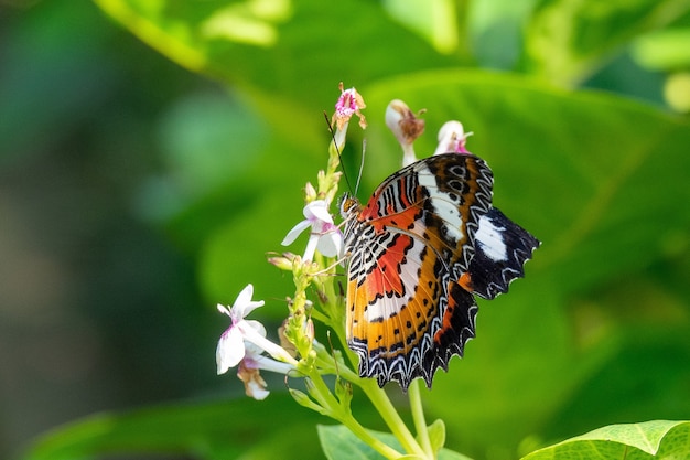 Free photo selective focus shot of a beautiful butterfly sitting on a branch with small flowers