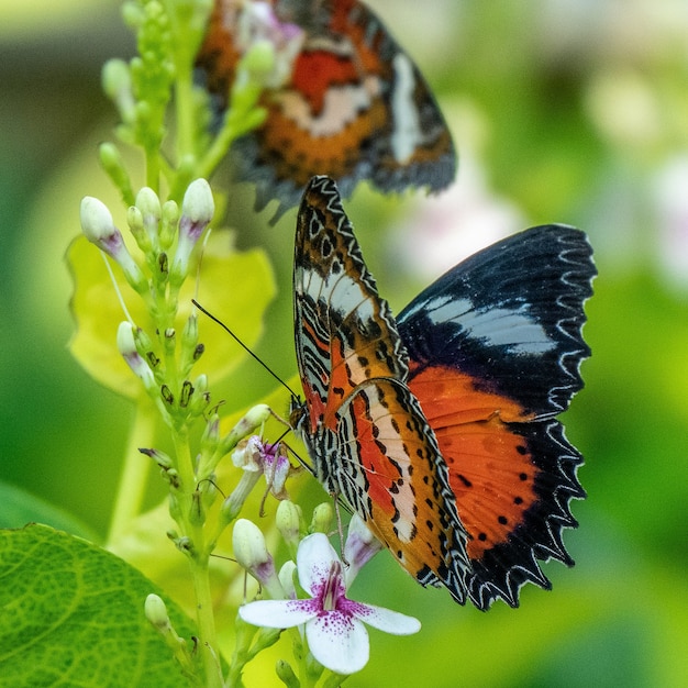 Free photo selective focus shot of a beautiful butterfly sitting on a branch with small flowers