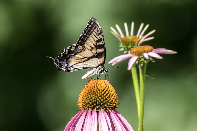 Selective focus shot of a beautiful butterfly sitting on a pink daisy flower