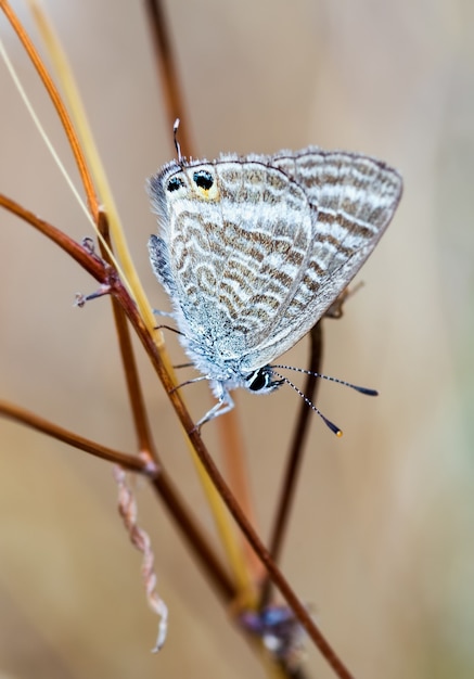 Free photo selective focus shot of a beautiful butterfly in their natural environment