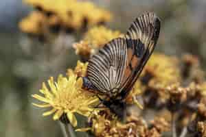 Free photo selective focus shot of a beautiful butterfly on the yellow flowers