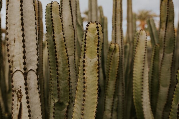 Selective focus shot of beautiful cactuses