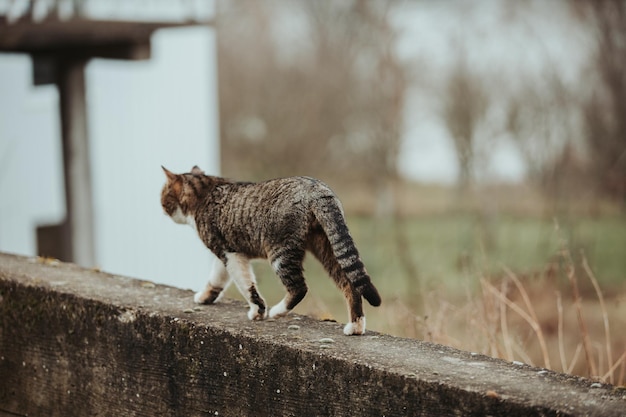 Free Photo selective focus shot of a beautiful cat on a stone surface