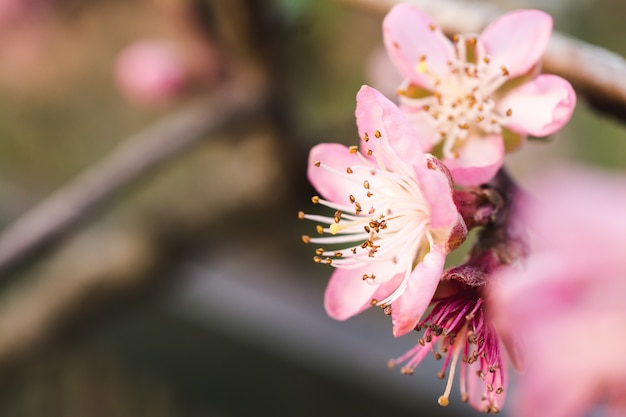 Selective focus shot of beautiful cherry blossoms in a garden captured on a bright day