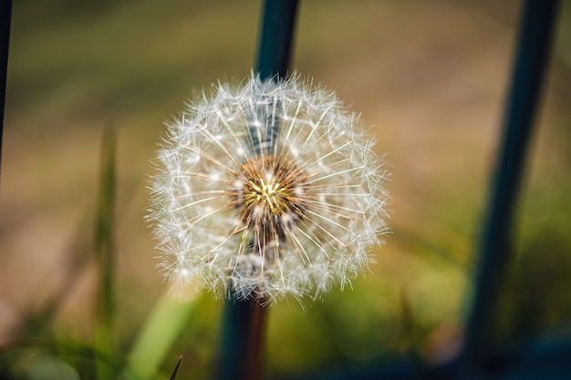 Selective focus shot of a beautiful dandelion among the green plants in a garden