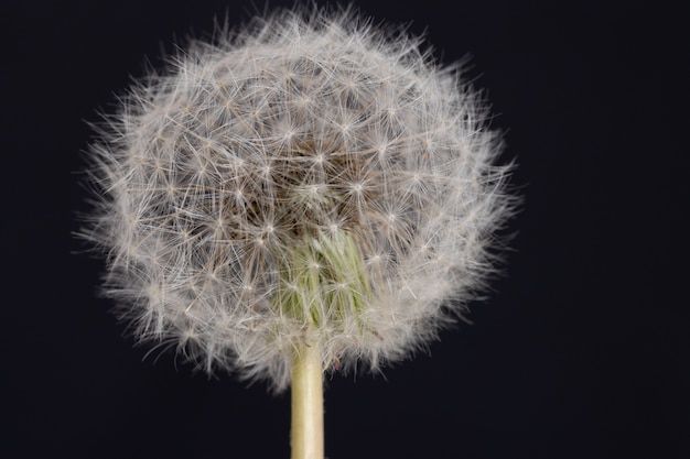 Selective focus shot of a beautiful dandelion