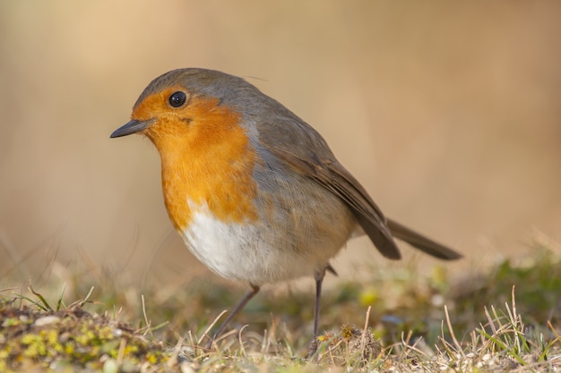 Selective focus shot of a beautiful European Robin in the forest