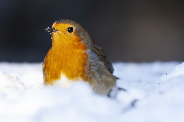 Free photo selective focus shot of a beautiful european robin sitting in the snow