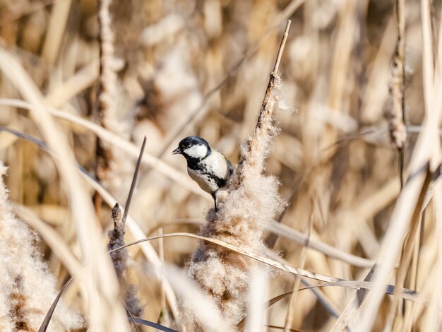 Selective focus shot of a beautiful Japanese tit in Izumi forest in Yamato, Japan