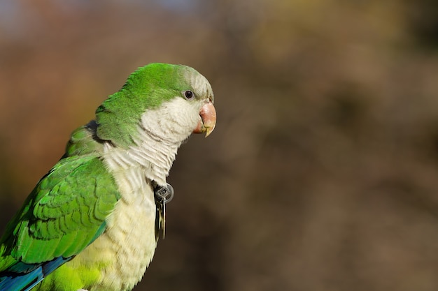 Free photo selective focus shot of a beautiful monk parakeet bird