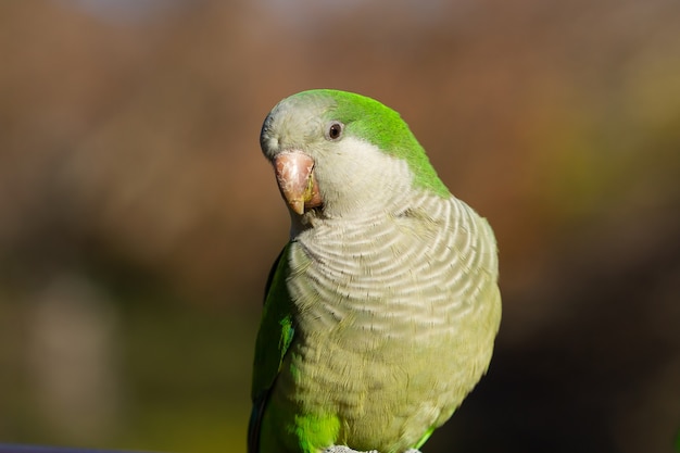 Free photo selective focus shot of a beautiful monk parakeet bird