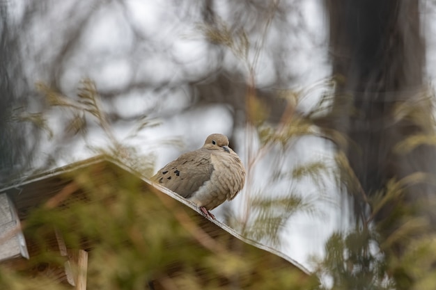 Free photo selective focus shot of a beautiful mourning dove resting on wooden surface