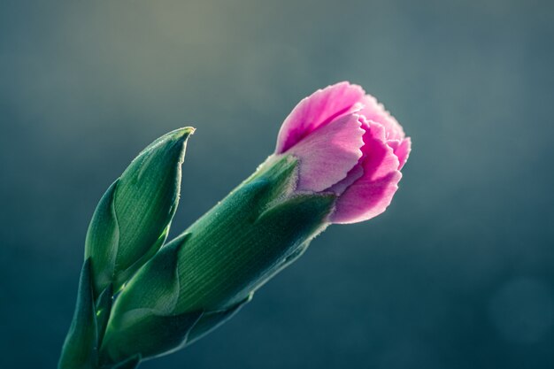 Selective focus shot of a beautiful pink blossom