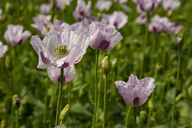 Selective focus shot of beautiful pink poppies growing in the field in Oxfordshire, UK