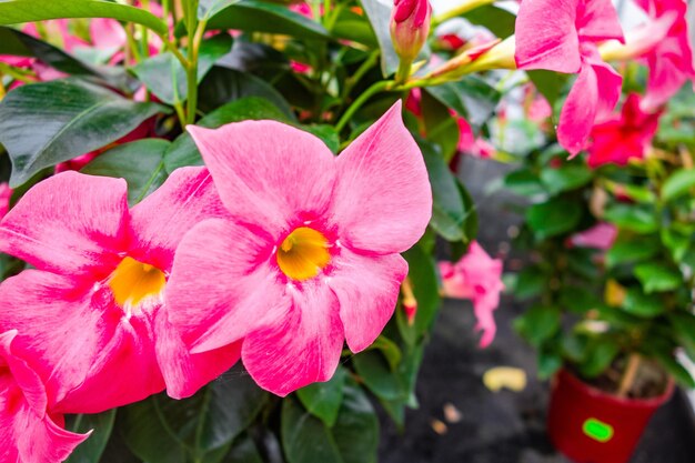 Selective focus shot of beautiful pink Rocktrumpet flowers captured in a garden