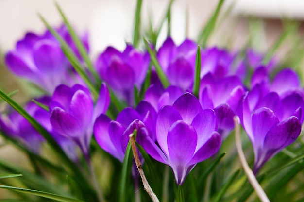 Selective focus shot of beautiful purple spring crocuses