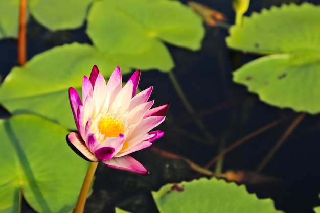 Selective focus shot of a beautiful purple water lily on a pond