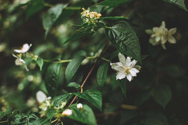 Free photo selective focus shot of beautiful and small white flowers on a bush in the middle of a forest