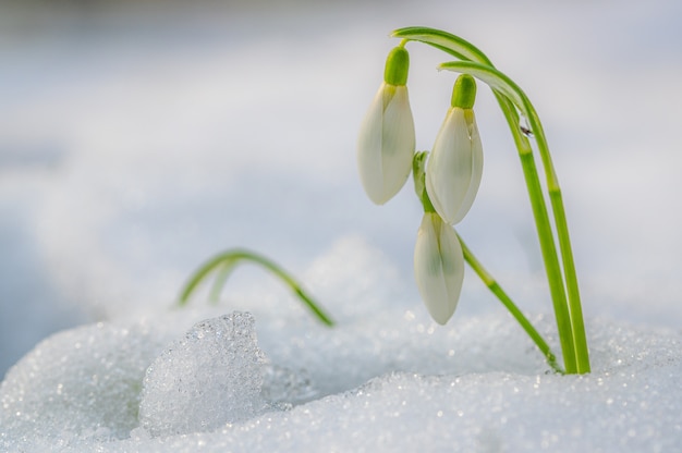 Free photo selective focus shot of a beautiful snowdrop flower