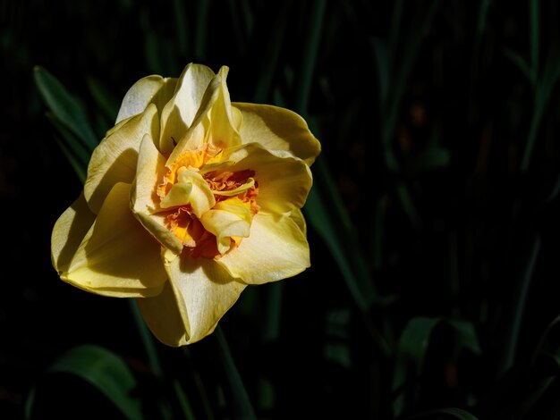 Selective focus shot of beautiful yellow daffodil