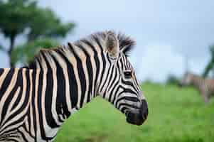 Free photo selective focus shot of a beautiful zebra on a field covered with green grass