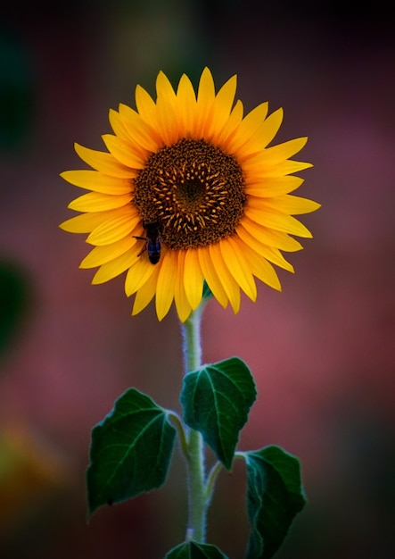 Selective focus shot of a bee on a blooming sunflower in a field