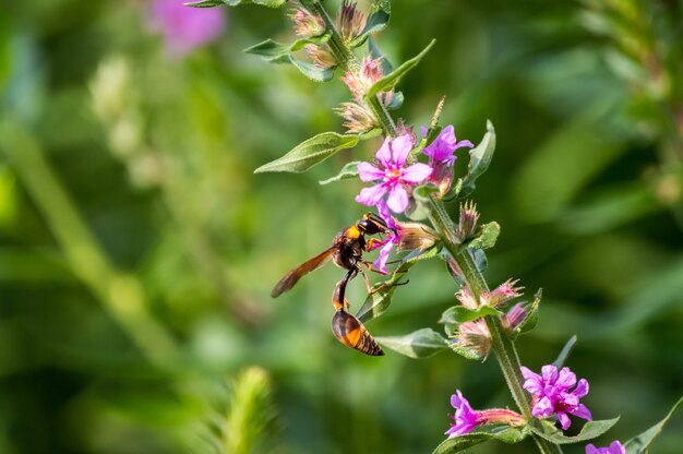 Free Photo selective focus shot of a bee collecting nectar from a plant with pink flowers