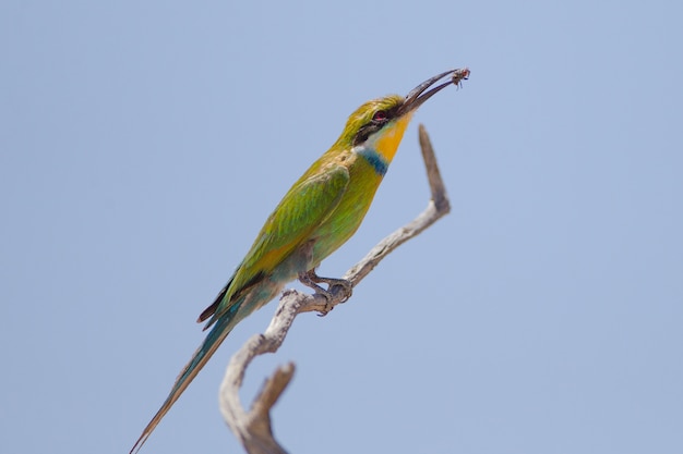 Free photo selective focus shot of a bee eater bird with a caught fly