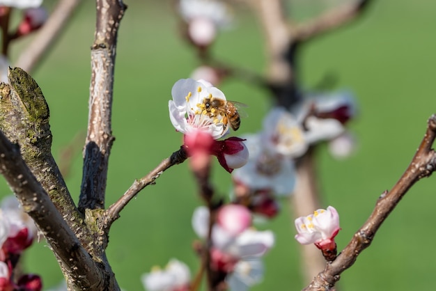 Selective focus shot of a bee gathering nectar from an apricot flower on a tree