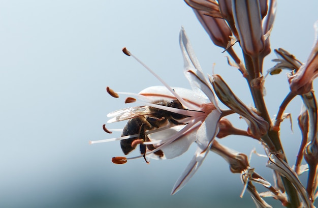 Free photo selective focus shot of a bee sipping the nectar of asphodelus flowers against a blurred background