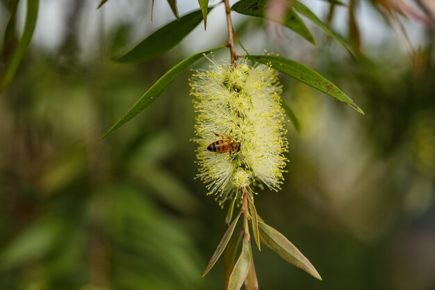 Selective focus shot of a bee sitting on a flower and collecting nectar