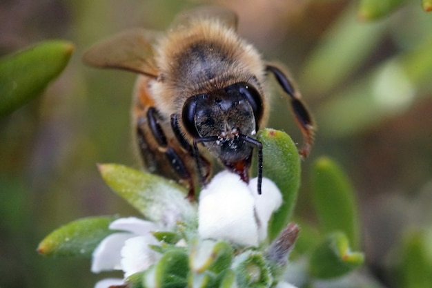 Free photo selective focus shot of a bee sitting on a flower