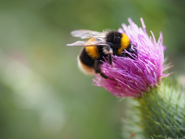 Selective focus shot of a bee on a thistle flower