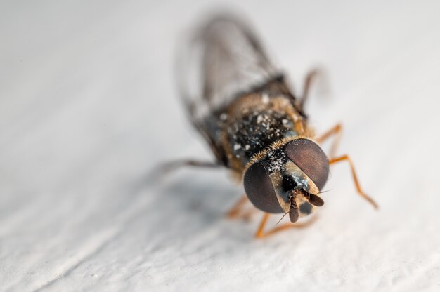 Selective focus shot of a bee