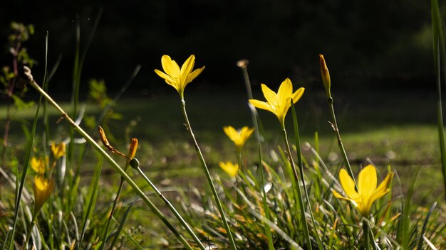 Selective focus shot of bieberstein tulips in the field with bokeh background