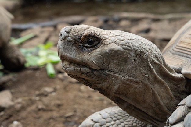 Selective focus shot of a big turtle's head with soil and leaves