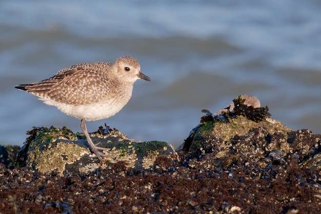 Free photo selective focus shot of a black-bellied plover on the stone