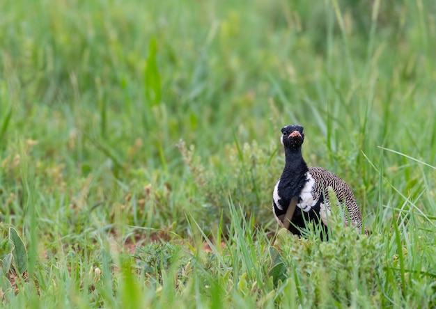 Free photo selective focus shot of a black bird standing on the grass