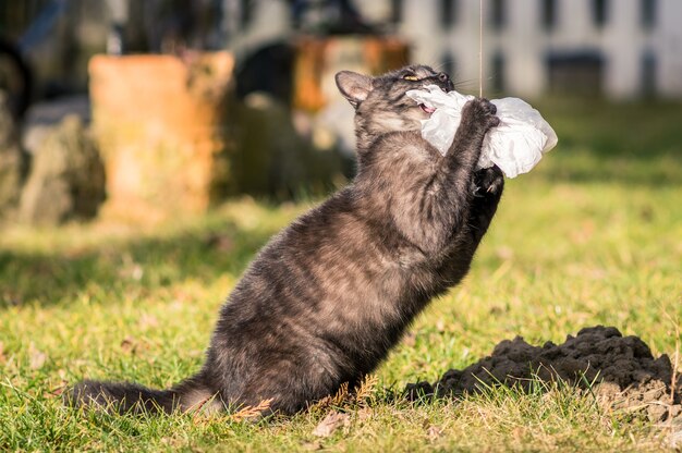 Selective focus shot of a black cat playing in a park