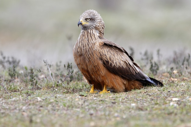 Selective focus shot of a black kite sitting on the ground