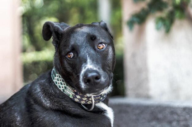 Selective focus shot of black labrador retriever dog