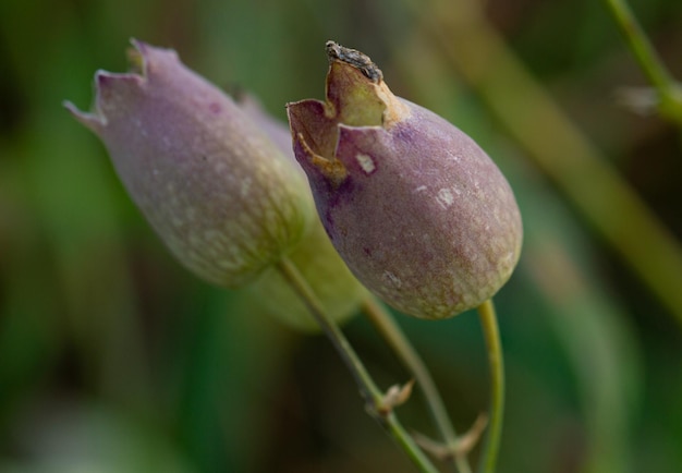 Free Photo selective focus shot of bladder campion flowers against a green blurry background