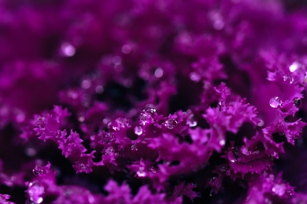 Free photo selective focus shot of blooming alyssum