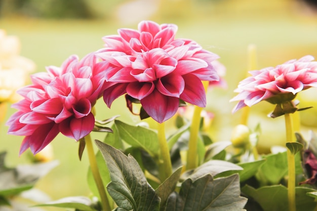 Selective focus shot of a blooming pink flower